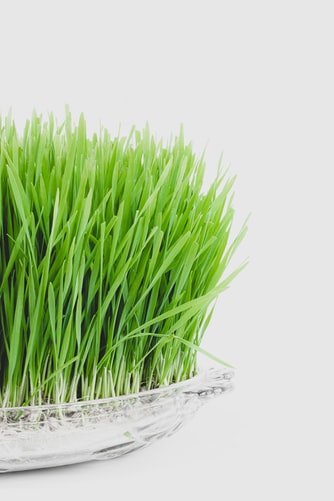 A clear glass dish filled with vibrant, green grass blades, set against a plain white background. The tall grass appears fresh and lush, evoking a sense of nature.