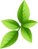 A cluster of three green leaves arranged symmetrically. The background is solid black, enhancing the vibrant color of the leaves.