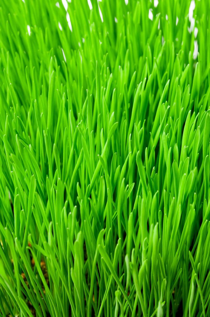 A dense patch of vibrant green grass blades, showcasing their freshness and healthy growth. The image captures the lush texture and color of the grass.